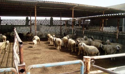 طرح ویژه تشدید بر نظارت‌های بهداشتی ماه رمضان از امروز
آغاز شد