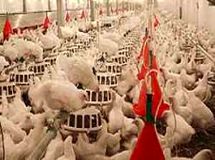 موردی از آنفلونزای پرندگان در واحدهای صنعتی و سنتی دام تهران دیده نشد