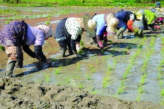 جزئیات طرح خوداتکایی برنج اعلام شد