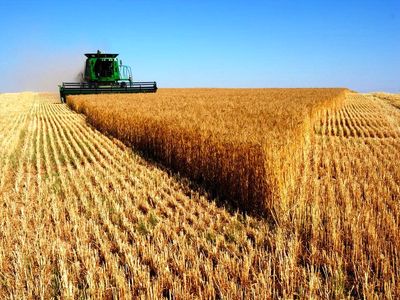 خرید تضمینی گندم مازاد بر نیاز کشاورزان از مرز سه میلیون تن فراتر رفت