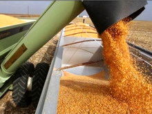 معاون حجتی:  خرید تضمینی گندم در سال جاری 800 هزار تن رشد داشت