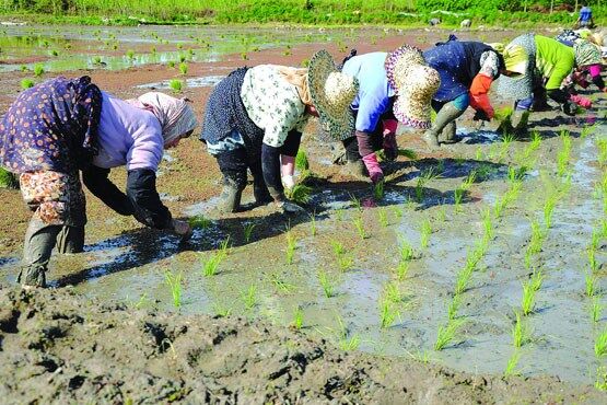 طرح خوداتکایی 65 درصدی برنج تدوین شد
