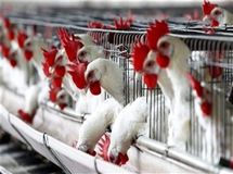 مرغ‌های موجود در بازار هورمون ندارند