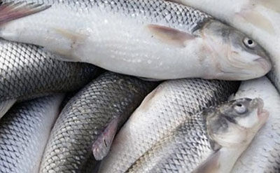 مدیر اتحادیه پرورش  آبزیان:  پتانسیل 1.5 میلیارد دلاری صادرات   شیلات به روسیه صفر است