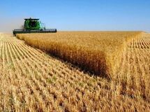 خرید تضمینی گندم به مرز شش میلیون تن رسید