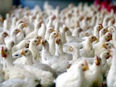 شاخص قیمت تولیدکننده مرغداری‌ صنعتی ۳.۶ درصد افزایش یافت