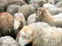 واکنش رئیس اتحادیه گوشت به  واردات گوشت از استرالیا؛ دامداران  متضرر می‌‌شوند