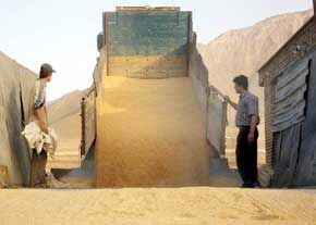 وزارت جهاد کشاورزی: خرید تضمینی گندم از مرز 6.5 میلیون تن گذشت