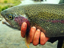 استفاده از سم "مالاشیت گرین" در مزارع پرورش ماهی قزل آلا ممنوع شد