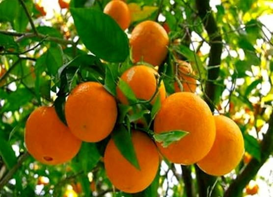 هیچ واردکنندهای امسال به فکر واردات مرکبات نباشد