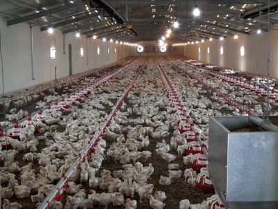 یک تولیدکننده: پرورش 8000 جوجه بوقلمون در سال با سرمایه اولیه 10 میلیون تومان