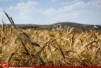 واردات گندم متوقف شد