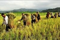 قائم مقام صندوق بیمه کشاورزی: خطاب تجمع‌‌کنندگان مجلس است نه صندوق بیمه کشاورزی!