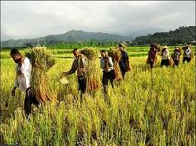 قائم مقام صندوق بیمه کشاورزی: خطاب تجمع‌‌کنندگان مجلس است نه صندوق بیمه کشاورزی!