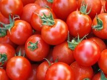 گوجه فرنگی 10 روز دیگر ارزان می‌‌شود
