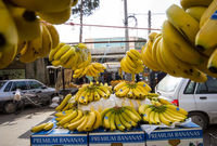 معاون سازمان حفظ نباتات: موردی از آلودگی در موز ایرانی مشاهده نشد