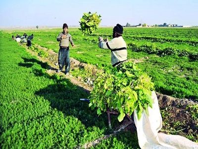 توافق ایران و صربستان برای همکاری در بخش کشاورزی