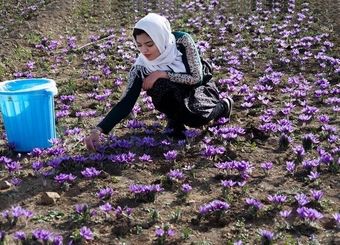 طلای سرخ ایران در گرداب قاچاق و بی‌برندی/ چرا اسپانیا برند زعفران ایران را تصاحب کرده است؟
