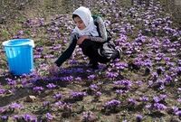 طلای سرخ ایران در گرداب قاچاق و بی‌برندی/ چرا اسپانیا برند زعفران ایران را تصاحب کرده است؟
