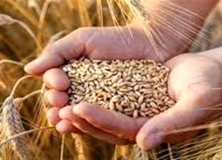 تأمین 100 همت اعتبار جدید برای خرید گندم پس از حذف ارز ترجیحی