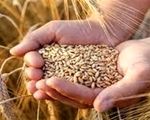 تأمین 100 همت اعتبار جدید برای خرید گندم پس از حذف ارز ترجیحی