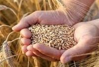 تأمین 100 همت اعتبار جدید برای خرید گندم پس از حذف ارز ترجیحی