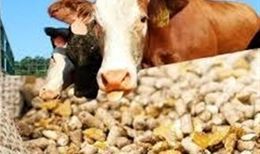 ایجاد مجدد رانت 50هزار تومانی در ارز واردات نهاده