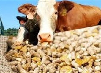 ایجاد مجدد رانت 50هزار تومانی در ارز واردات نهاده