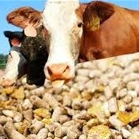 ایجاد مجدد رانت 50هزار تومانی در ارز واردات نهاده