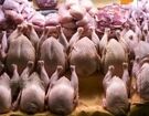 صدور مجوز صادرات گوشت مرغ / افزایش قیمت مرغ در راه است؟
