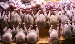 صدور مجوز صادرات گوشت مرغ / افزایش قیمت مرغ در راه است؟
