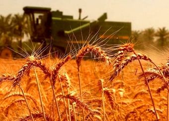 قیمت گندم باید اصلاح شود
