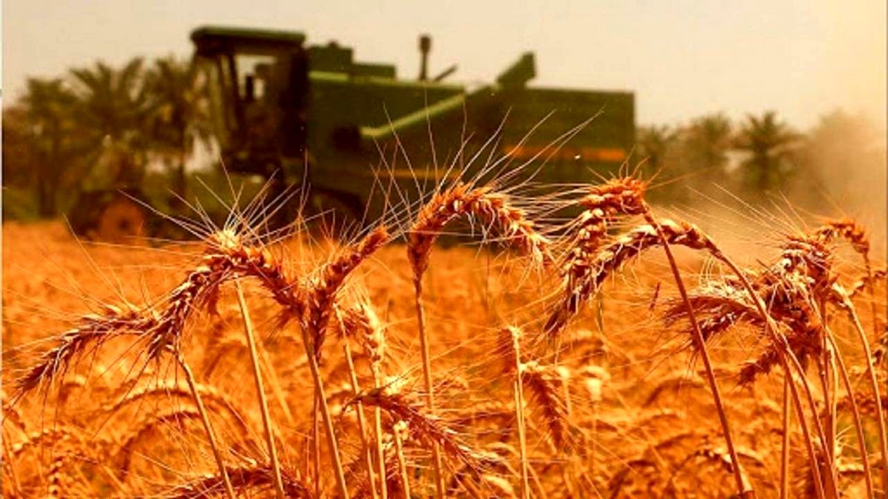 قیمت گندم صنف و صنعت در بودجه سال آینده ۴۶ درصد افزایش یافت
