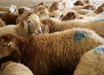 قیمت جدید دام زنده امروز شنبه ۱۵ شهریورماه ۱۴۰۴+ جدول
