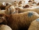 قیمت جدید دام زنده امروز شنبه ۱۵ شهریورماه ۱۴۰۴+ جدول
