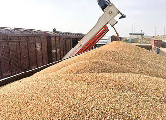 ۱.۲ میلیون تن گندم کیفی برای حفظ ذخایر استراتژیک وارد کشور شده است