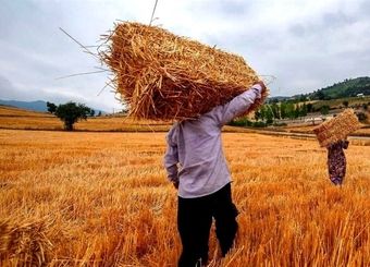 خبر خوش برای کشاورزان / واریز مطالبات گندمکاران سرعت گرفت
