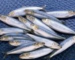 خام‌فروشی و جای خالی سودآوری ساردین‌ماهیان