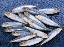 خام‌فروشی و جای خالی سودآوری ساردین‌ماهیان