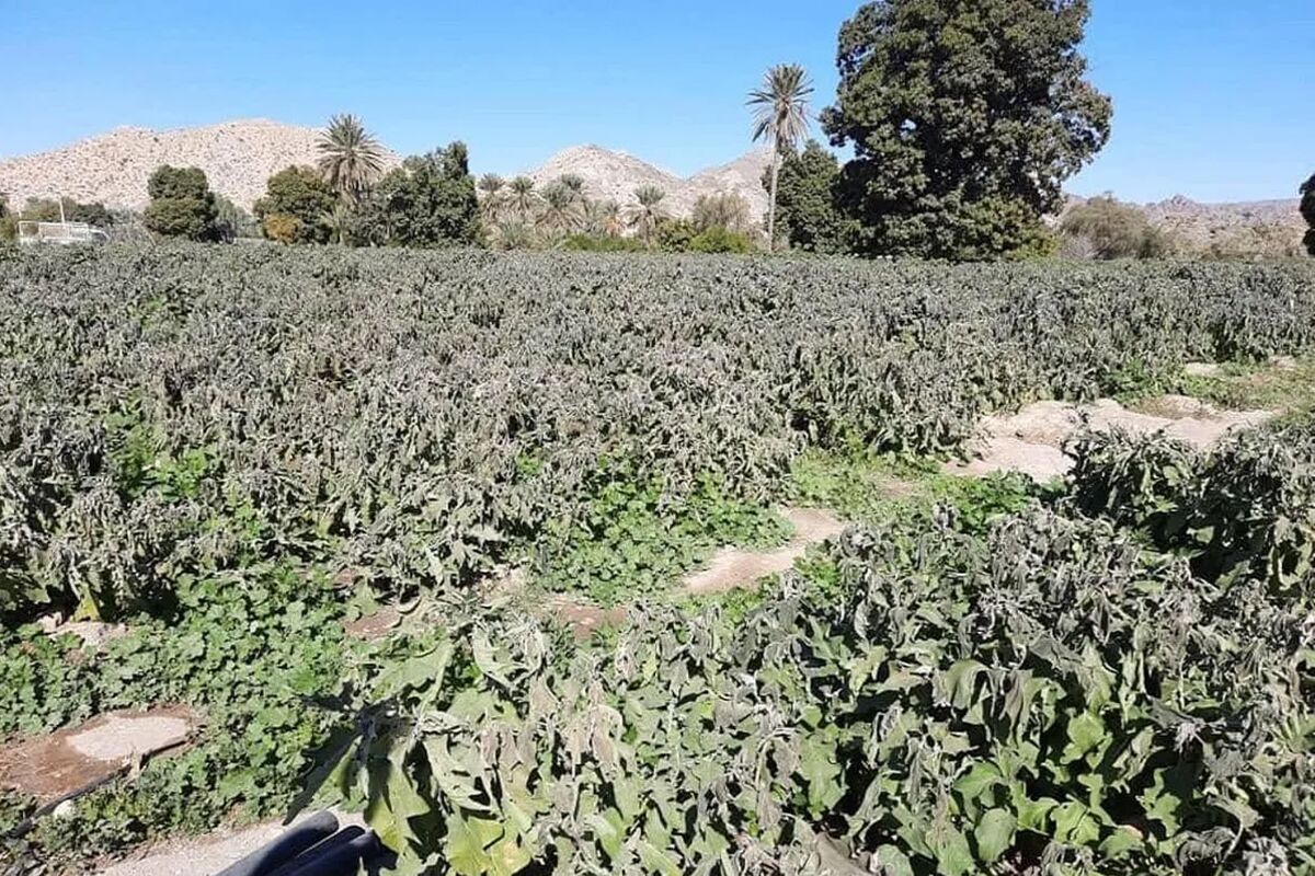 خسارت ۳۵۰ همتی قطعی برق به بخش کشاورزی /نابودی ۱۰ میلیون تن محصول