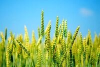 خبر مهم برای کشاورزان / نرخ خرید تضمینی گندم ثابت ماند
