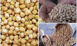طلای دیم‌زارهای کرمانشاه در جیب دلالان برشته می‌شود
