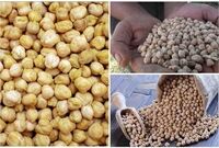 طلای دیم‌زارهای کرمانشاه در جیب دلالان برشته می‌شود
