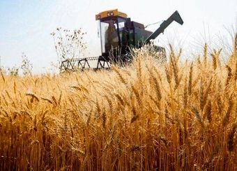 صنایع تبدیلی گندم پشتیبان امنیت غذایی است
