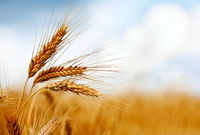 قیمت تضمینی گندم باید جهانی باشد
