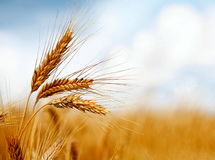 قیمت تضمینی گندم باید جهانی باشد
