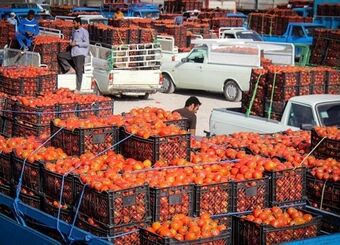 بازار بهم ریخت / گوجه فرنگی دوباره گران شد
